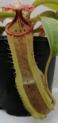 Nepenthes spathulata x clipeata